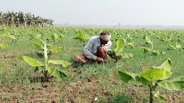 বিঘাপ্রতি পেঁয়াজের ফলন ২০০ মণ, তবুও লোকসান