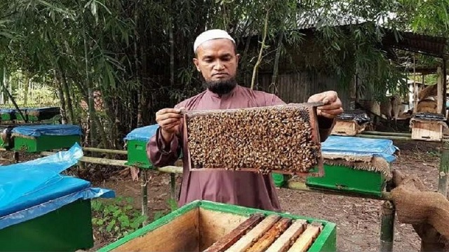 যশোরে সরিষা ক্ষেতে বেড়েছে মধু চাষ