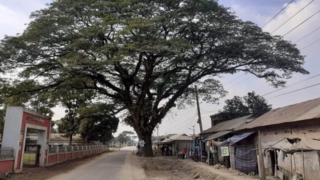 গফরগাঁওয়ে শতবর্ষী গাছ রক্ষা করে সড়ক উন্নয়নের দাবি