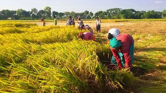 কুড়িগ্রামে আমনের ব্যাপক ক্ষতি