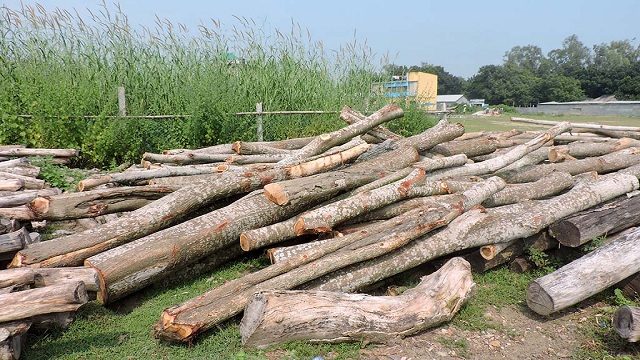 সিরাজগঞ্জে কোটি টাকার সরকারি গাছ কেটে নিয়েছে স্থানীয়রা